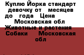 Куплю Йорка стандарт девочку от 6 месяцев до 1 года › Цена ­ 6 000 - Московская обл. Животные и растения » Собаки   . Московская обл.